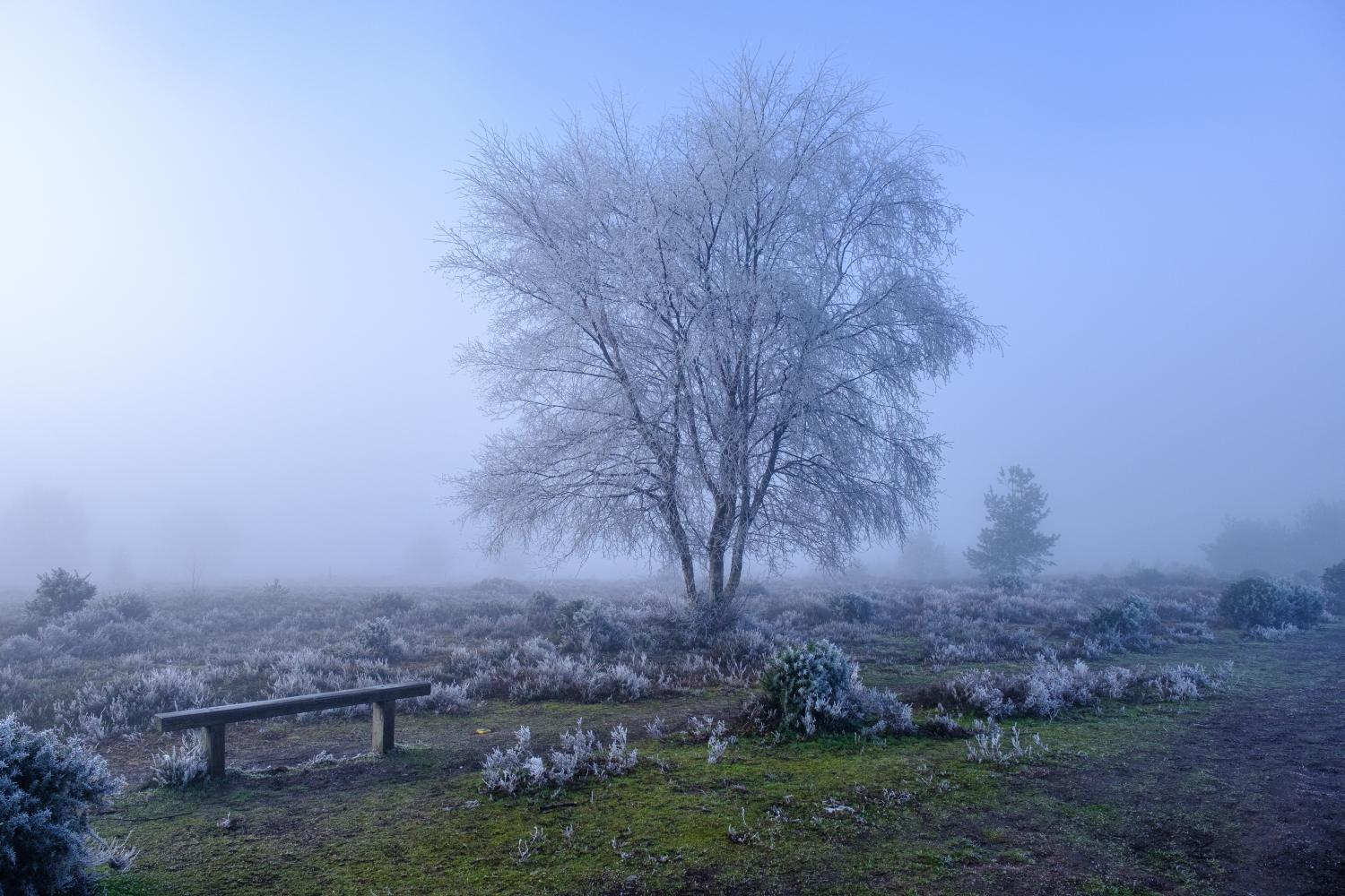 A cold frosty Surrey country side